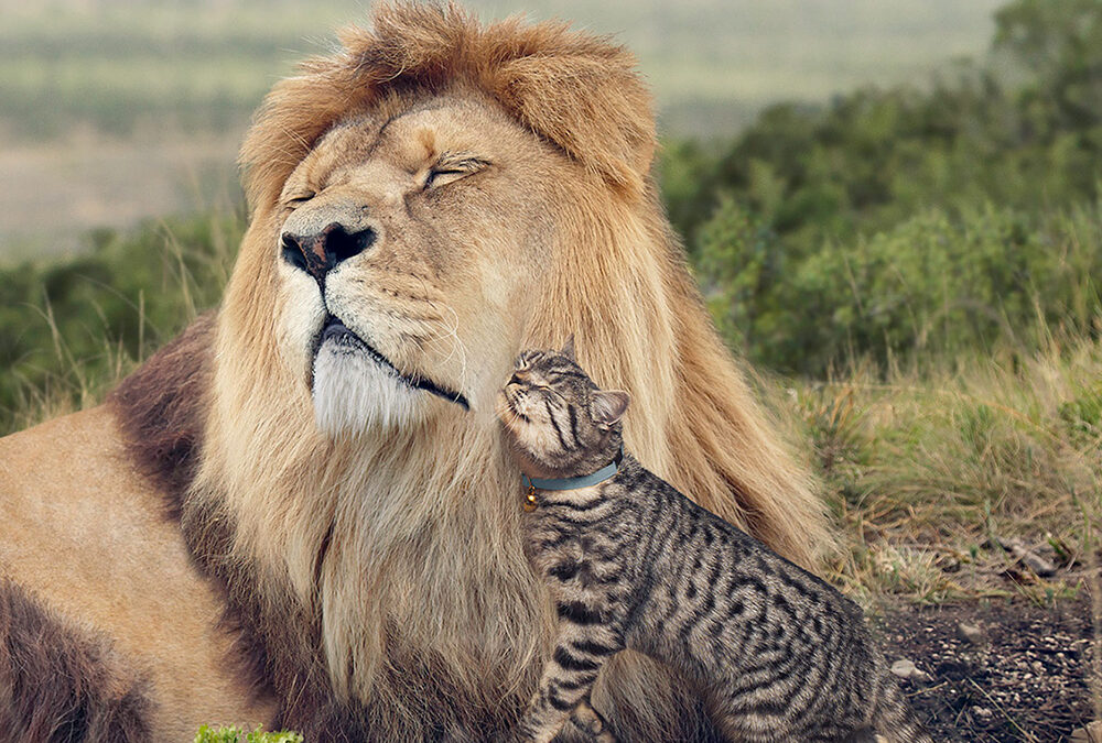 Whiskas «Big Cat» Storytelling visual y la épica de los instintos felinos